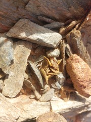 Haworthiopsis tessellata