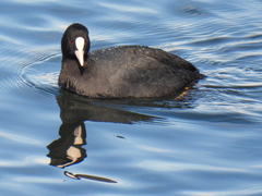 Fulica atra