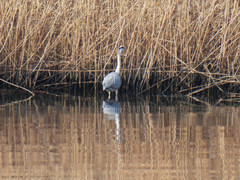 Ardea cinerea