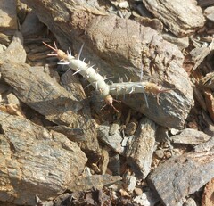 Monsonia