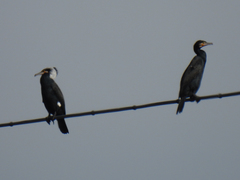 Phalacrocorax carbo