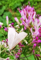 Udea lutealis