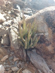 Kleinia longiflora