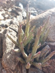 Kleinia longiflora