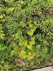 Aristolochia contorta