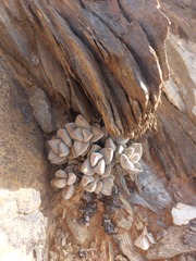 Crassula sericea