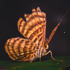 Zemeros emesoides