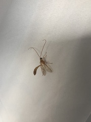 Enicospilus americanus-complex