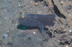 Cryptocentrus fasciatus