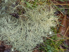 Usnea florida