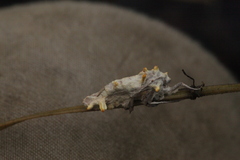 Akanthomyces tuberculatus