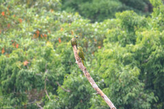 Orthopsittaca manilatus