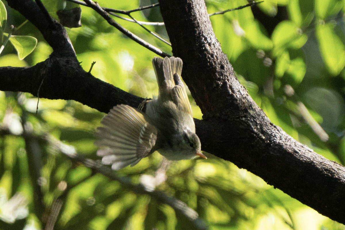 华南冠纹柳莺