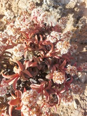 Crassula fusca