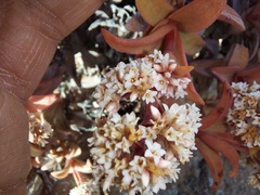 Crassula fusca