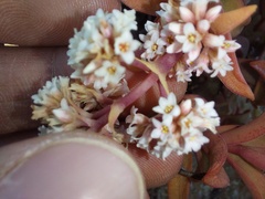 Crassula fusca