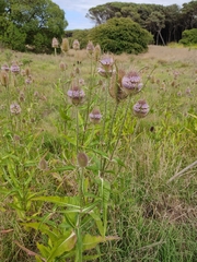 Dipsacus fullonum