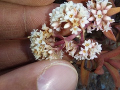 Crassula fusca