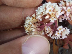 Crassula fusca