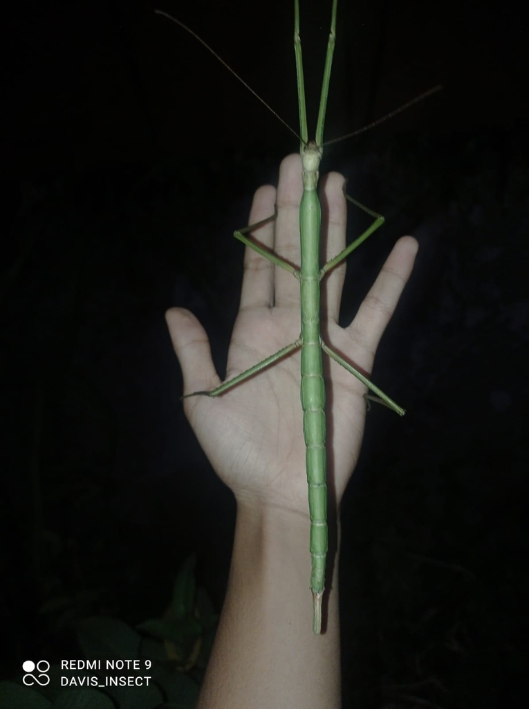 Nesiophasma