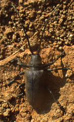 Ceroplesis ferrugator