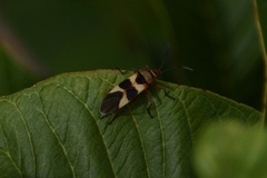 Oncopeltus unifasciatellus