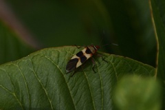 Oncopeltus unifasciatellus