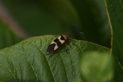 Oncopeltus unifasciatellus