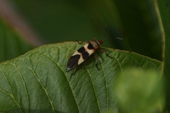 Oncopeltus unifasciatellus