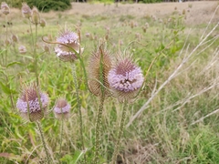 Dipsacus fullonum
