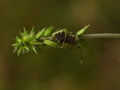Cletomorpha simulans