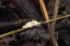 Akanthomyces tuberculatus