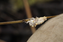 Akanthomyces tuberculatus