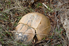 Tachypleus tridentatus