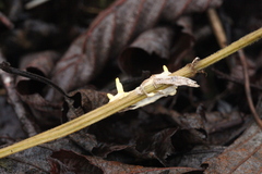 Akanthomyces tuberculatus