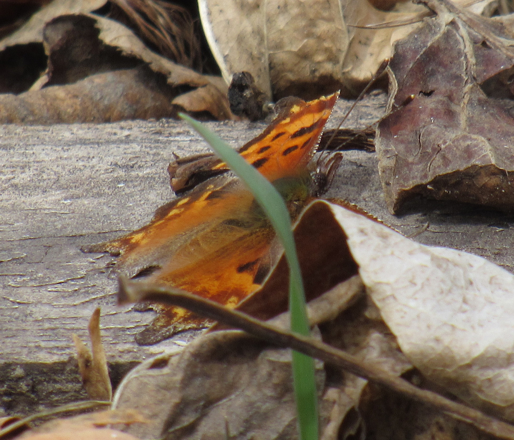 Oreas Comma