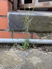 Epilobium ciliatum
