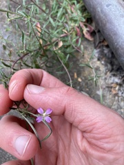 Epilobium ciliatum