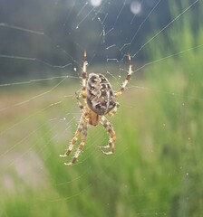 Araneus diadematus