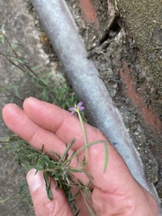 Epilobium ciliatum