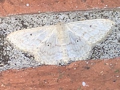 Scopula benitaria