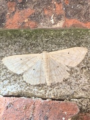 Scopula benitaria