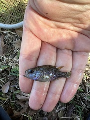 Lepomis gulosus