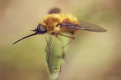Bombylius