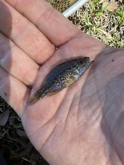 Lepomis gulosus