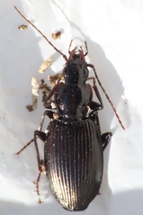 Platyninae