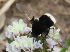 Bombomyia discoidea