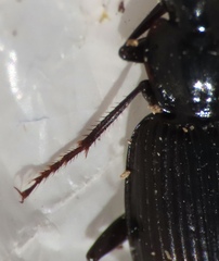 Platyninae