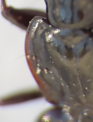 Platyninae