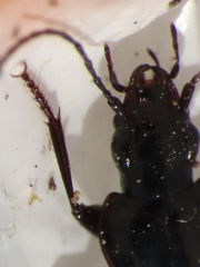 Platyninae